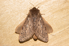 Wiseana cervinata