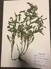 Heterotheca villosa foliosa