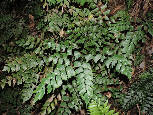 Image of Adiantum pentadactylon by (c) Fabrício Mil Homens Riella, some rights reserved (CC BY)