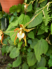 Rhynchostele cordata