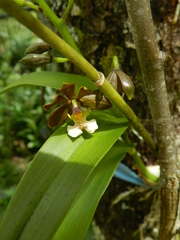 Prosthechea varicosa