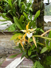 Rhynchostele cordata