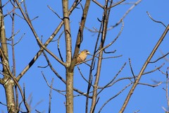 Coccothraustes vespertinus