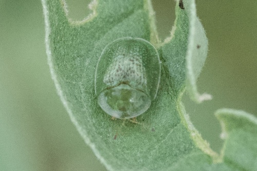 Eggplant Tortoise Beetle