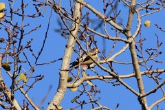 Coccothraustes vespertinus