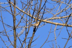 Coccothraustes vespertinus