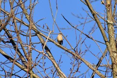 Coccothraustes vespertinus