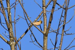 Coccothraustes vespertinus