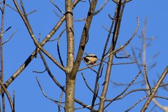 Coccothraustes vespertinus