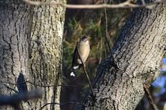 Coccothraustes vespertinus