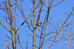 Coccothraustes vespertinus