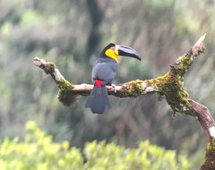 Ramphastos vitellinus