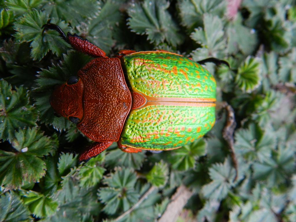 Chrysina victorina from huitepec, oaxaca on August 16, 2013 at 05:50 PM ...