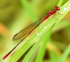 Megalagrion calliphya