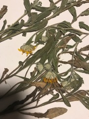 Heterotheca villosa foliosa