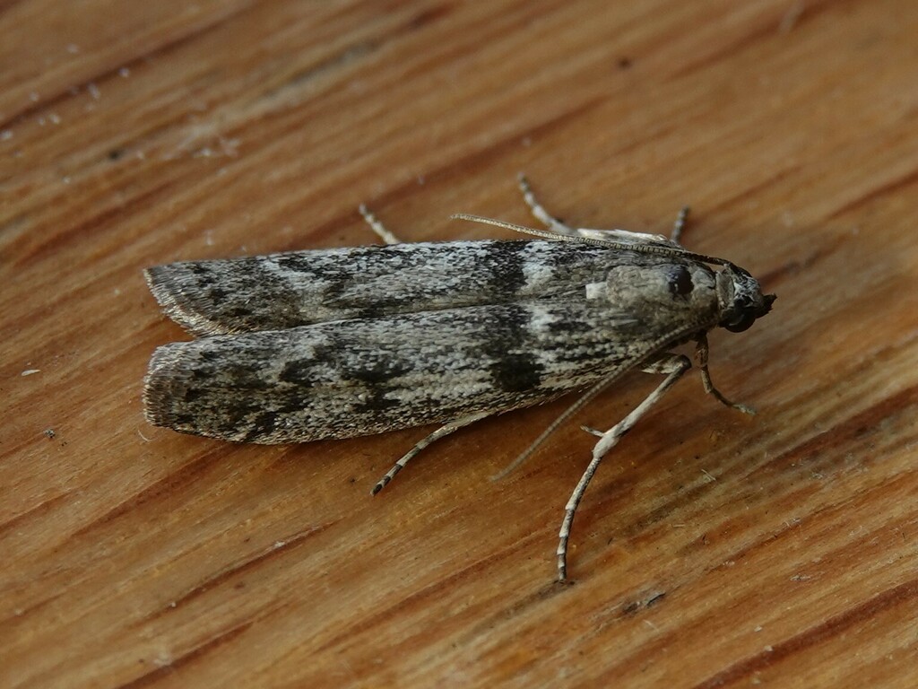 Gooseberry Fruitworm Moth from Rainy River District, ON, Canada on May ...