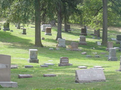 Odocoileus virginianus