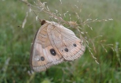 Junonia zonalis