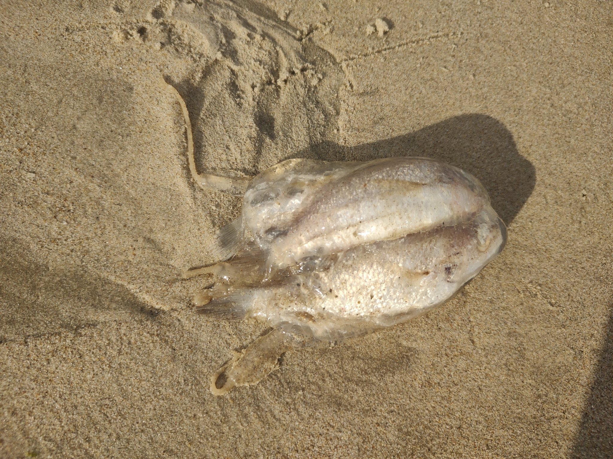 Tamoya haplonema F.Müller, 1859