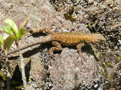 Sceloporus formosus