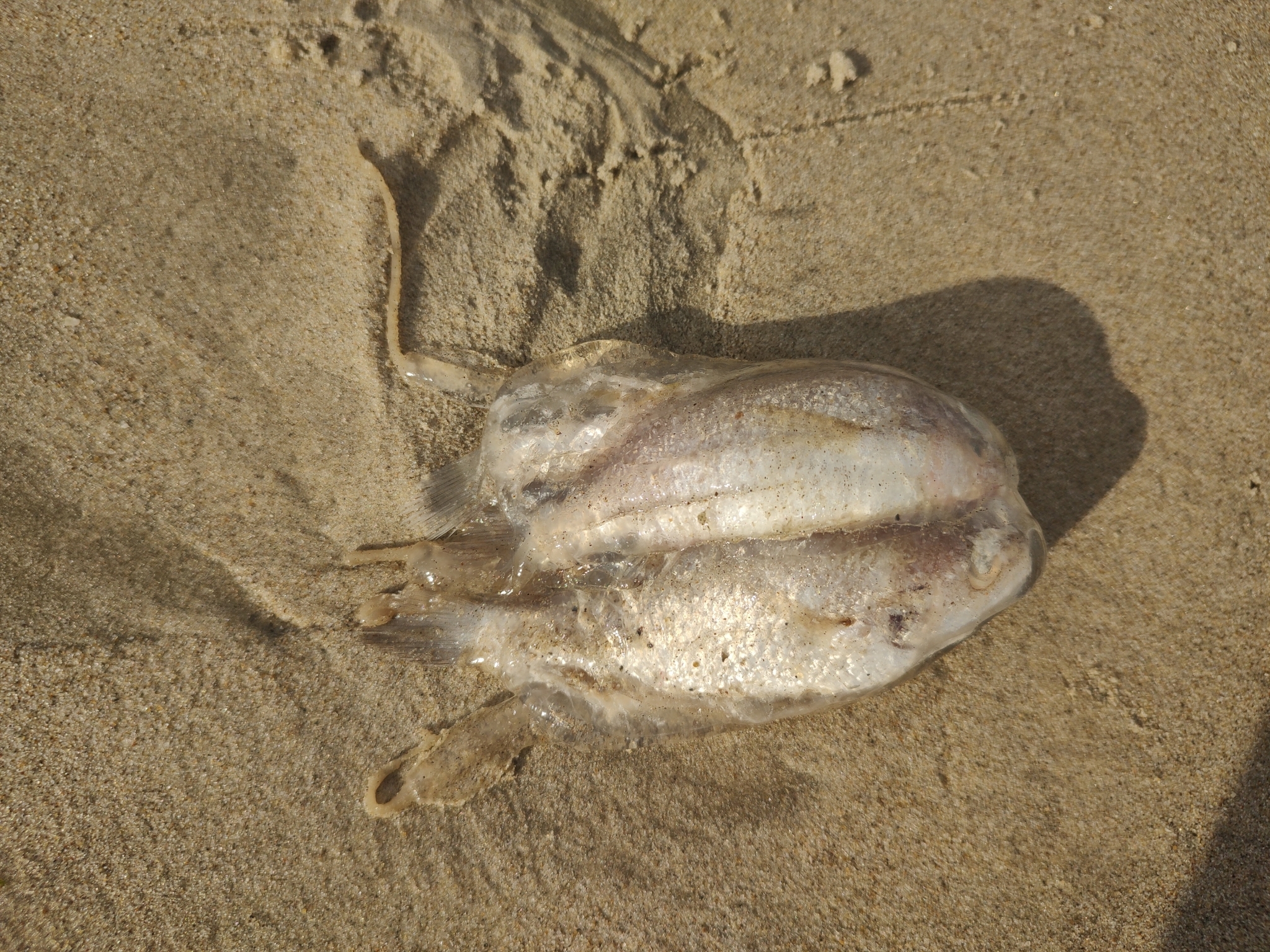 Tamoya haplonema F.Müller, 1859