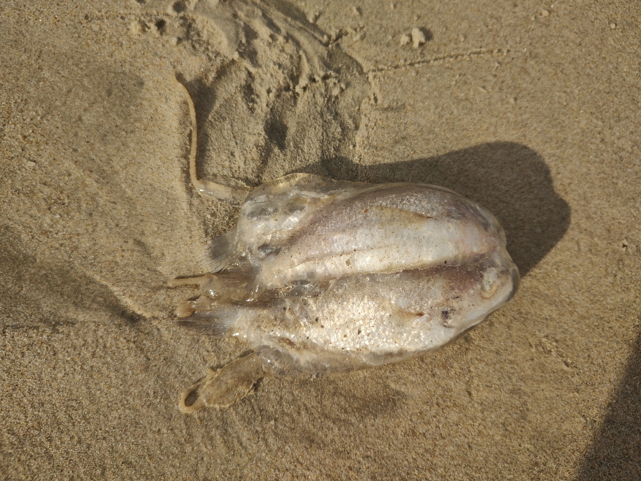 Tamoya haplonema F.Müller, 1859