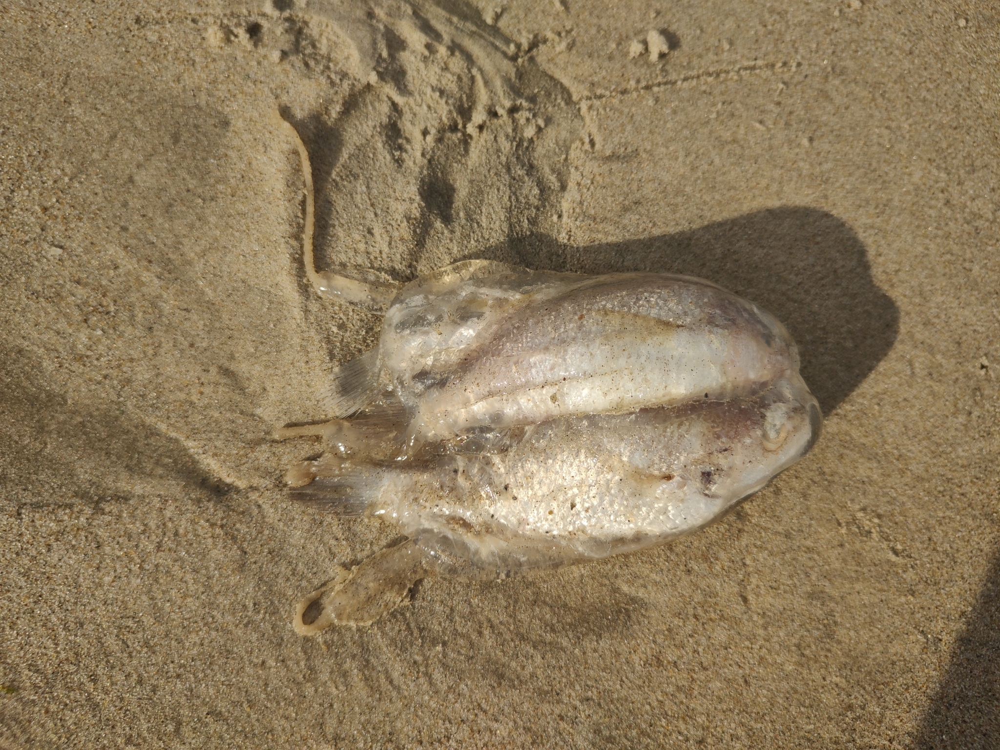 Tamoya haplonema F.Müller, 1859