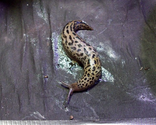 Leopard Slug, photo 7 of 7