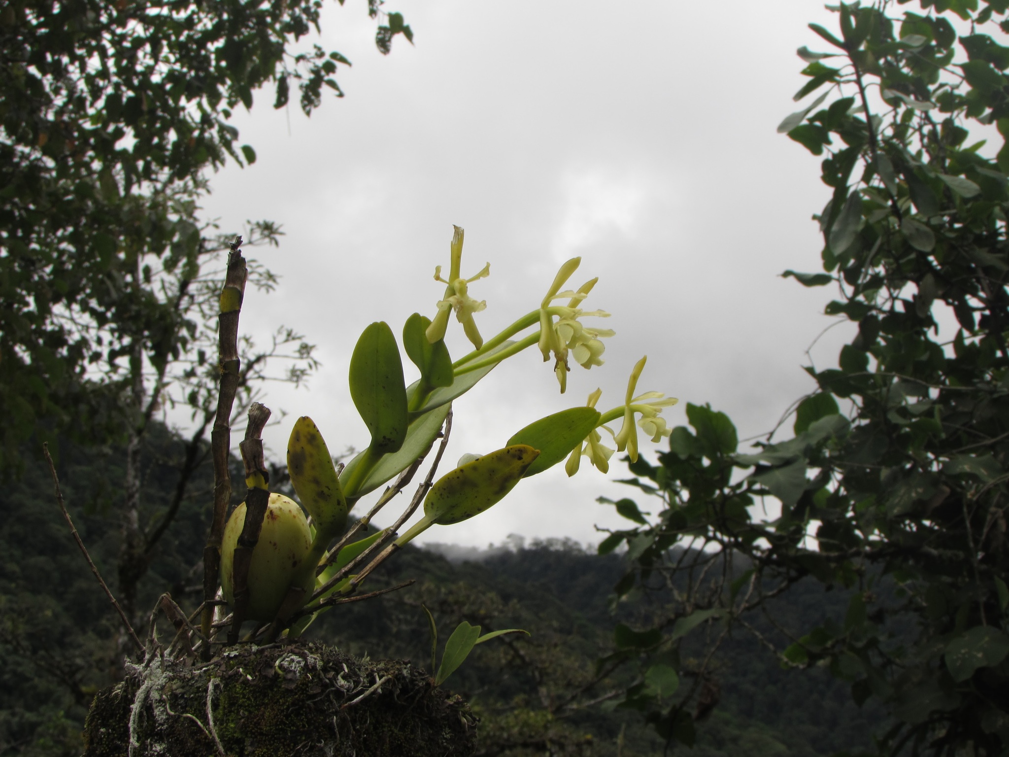 Epidendrum storkii Ames 2