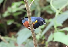 Euphonia pectoralis