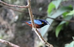 Euphonia pectoralis