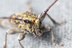 Hybolasius sticticus