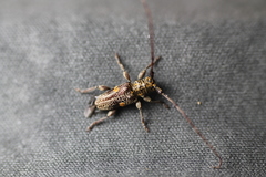 Hybolasius sticticus