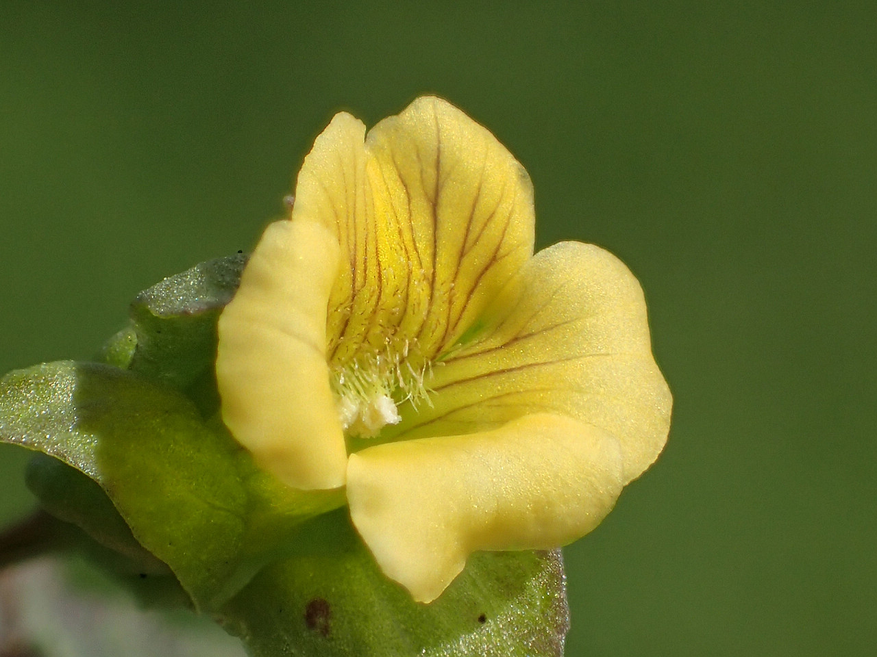 Mecardonia procumbens