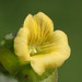 Mecardonia procumbens - Photo ללא זכויות יוצרים, הועלה על ידי 葉子