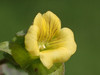 Yellow-flowered Waterhyssop - Photo no rights reserved, uploaded by 葉子