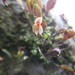 Lepanthes catlingii - Photo (c) W.plantas, some rights reserved (CC BY-NC), uploaded by W.plantas
