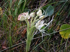 Habenaria gourlieana