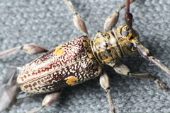 Hybolasius sticticus