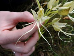 Habenaria gourlieana