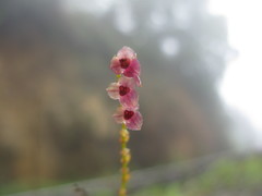 Stelis oaxacana