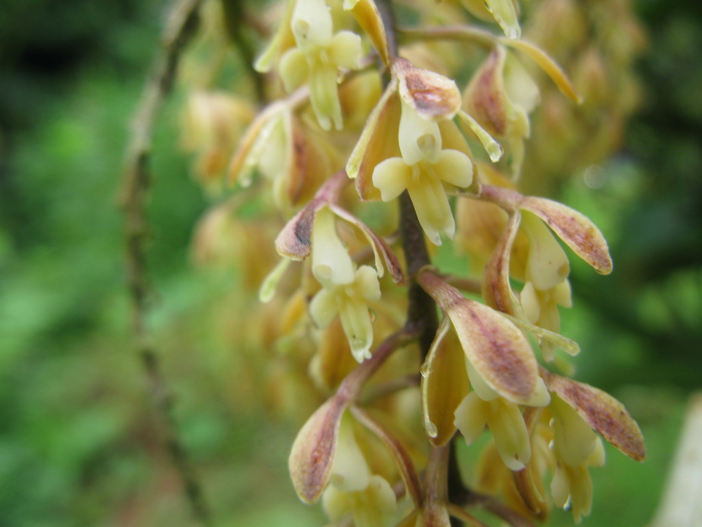 Epidendrum stallforthianum Kraenzl. 3