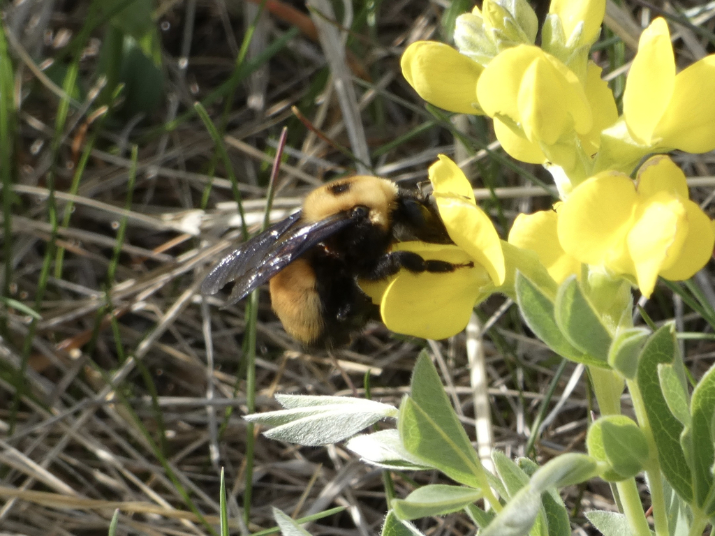 Nevada Bumble Bee from Northwest Calgary, Calgary, AB, Canada on May 11