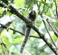 Callithrix jacchus × penicillata