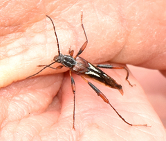 Plagithmysus bilineatus