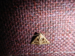 Callistege intercalaris