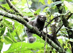 Callithrix jacchus × penicillata