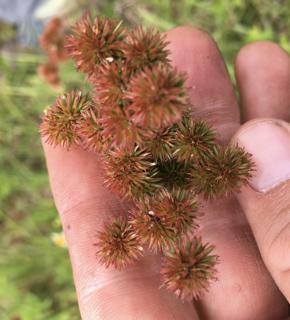 Bighead rush (Juncus megacephalus)