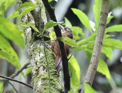 Xiphocolaptes albicollis