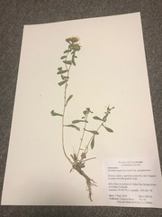 Grindelia squarrosa quasiperennis